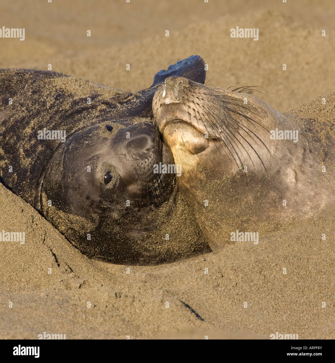 Elephant seal pup et vache Banque D'Images