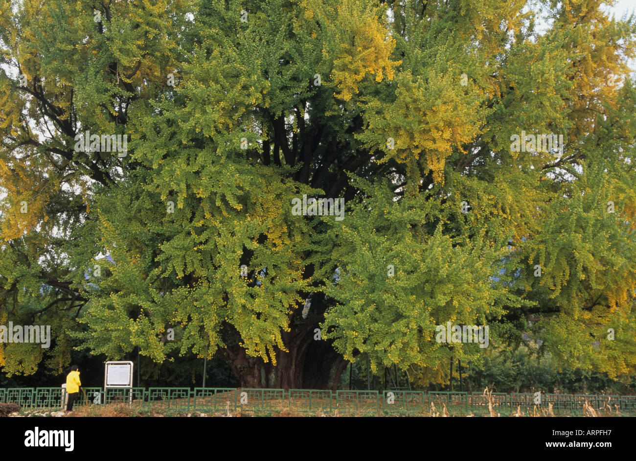 Un géant, ancien arbre ginkgo appelé 'Le serpent' dans Corée du Sud plus de 1 000 ans Banque D'Images