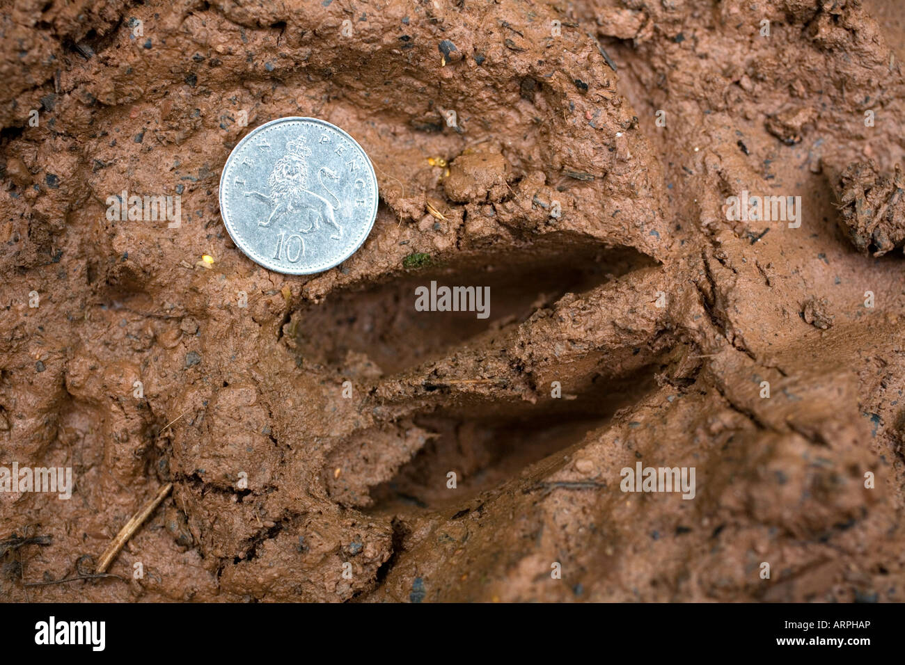 Le chevreuil Capreolus capreolus fentes dans la boue de monnaie pour afficher la taille Banque D'Images