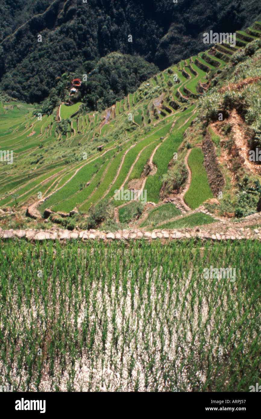 Terrasses Ifugao Luzon aux Philippines Banque D'Images