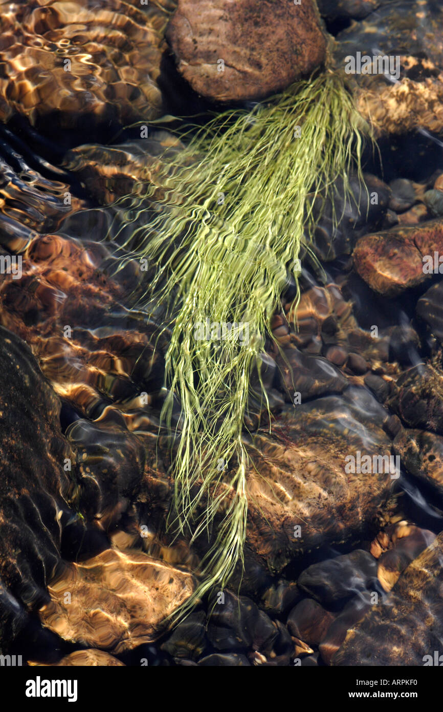 Plante verte luxuriante contre golden rocks en courant Banque D'Images