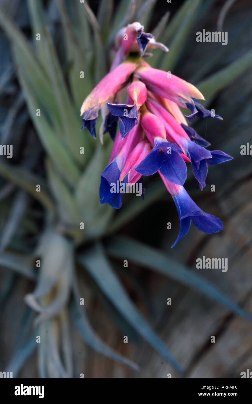 Airplant Tillandsia Tenuifolia Banque D'Images