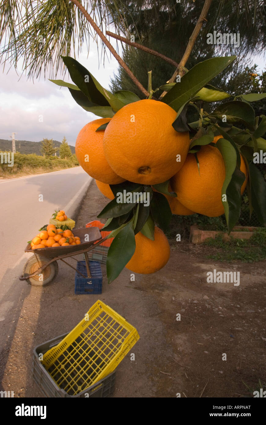 Les oranges à la vente par la route en Andalousie, Espagne Banque D'Images