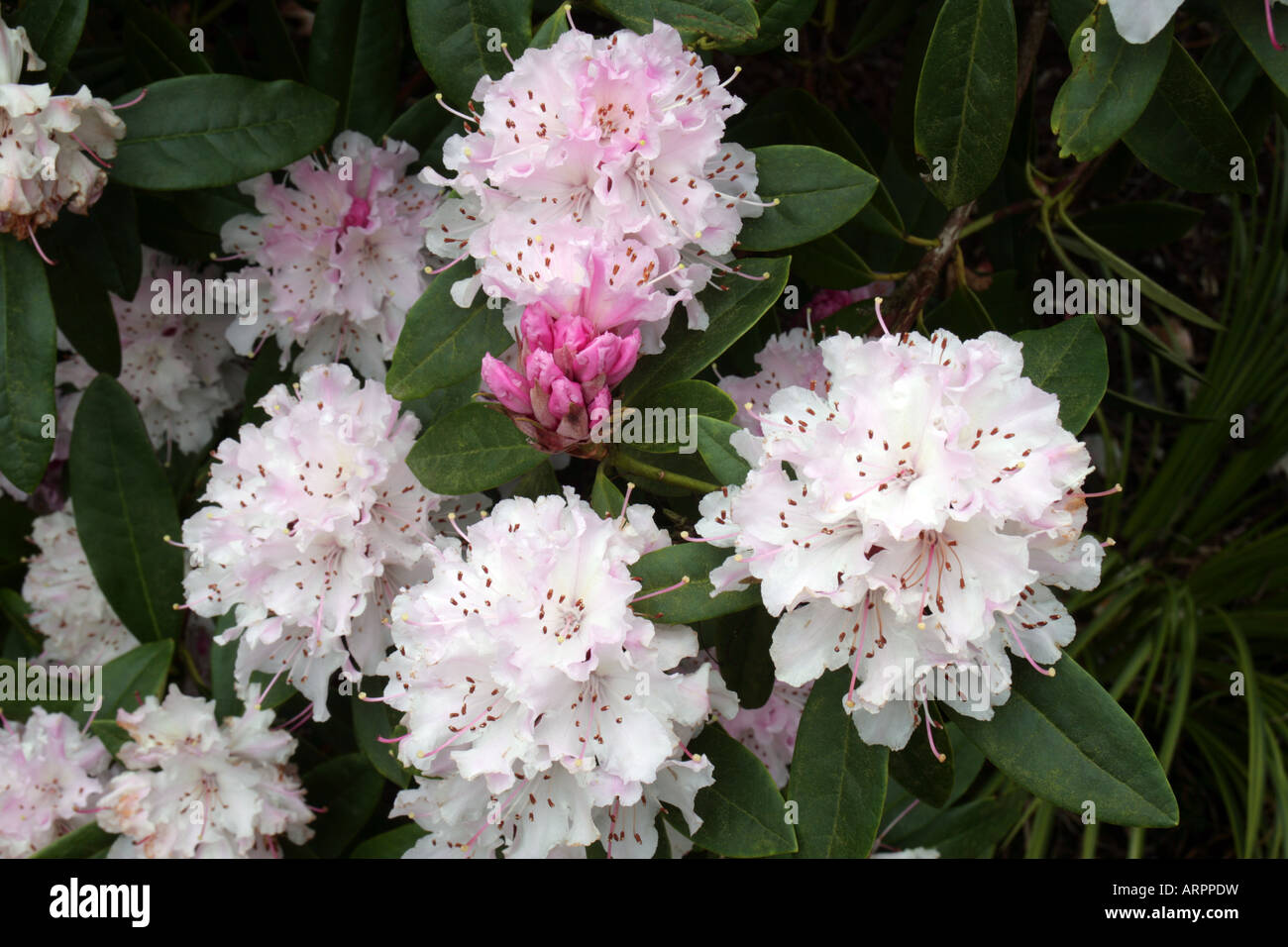 Noël Rose RHODODENDRON Rhododendron floraison d'hiver Banque D'Images