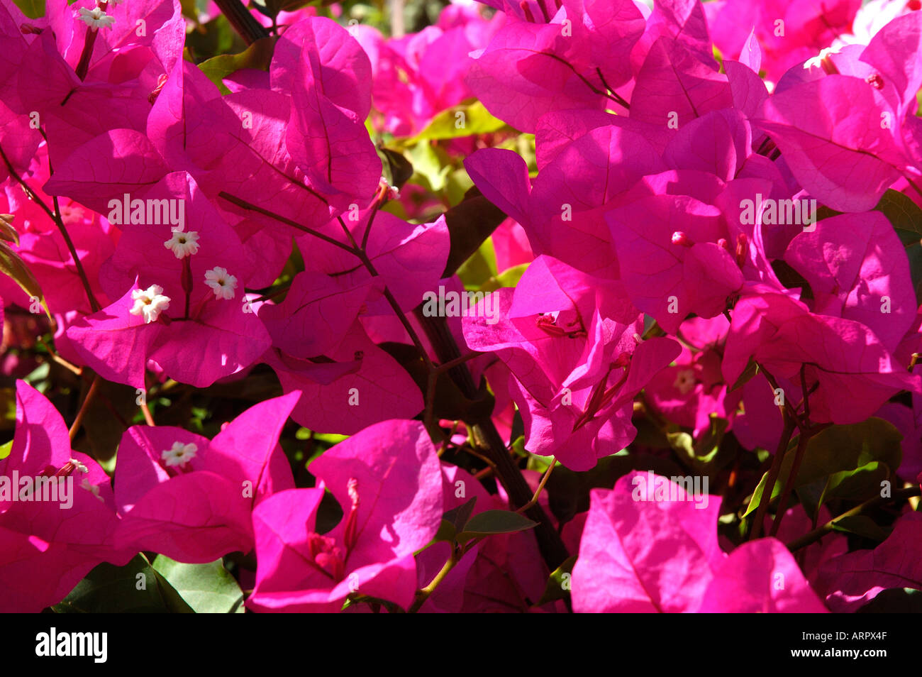 Gros plan de Pink bougainvillea nyctaginaceae fleurs Madère Portugal UE Europe Banque D'Images