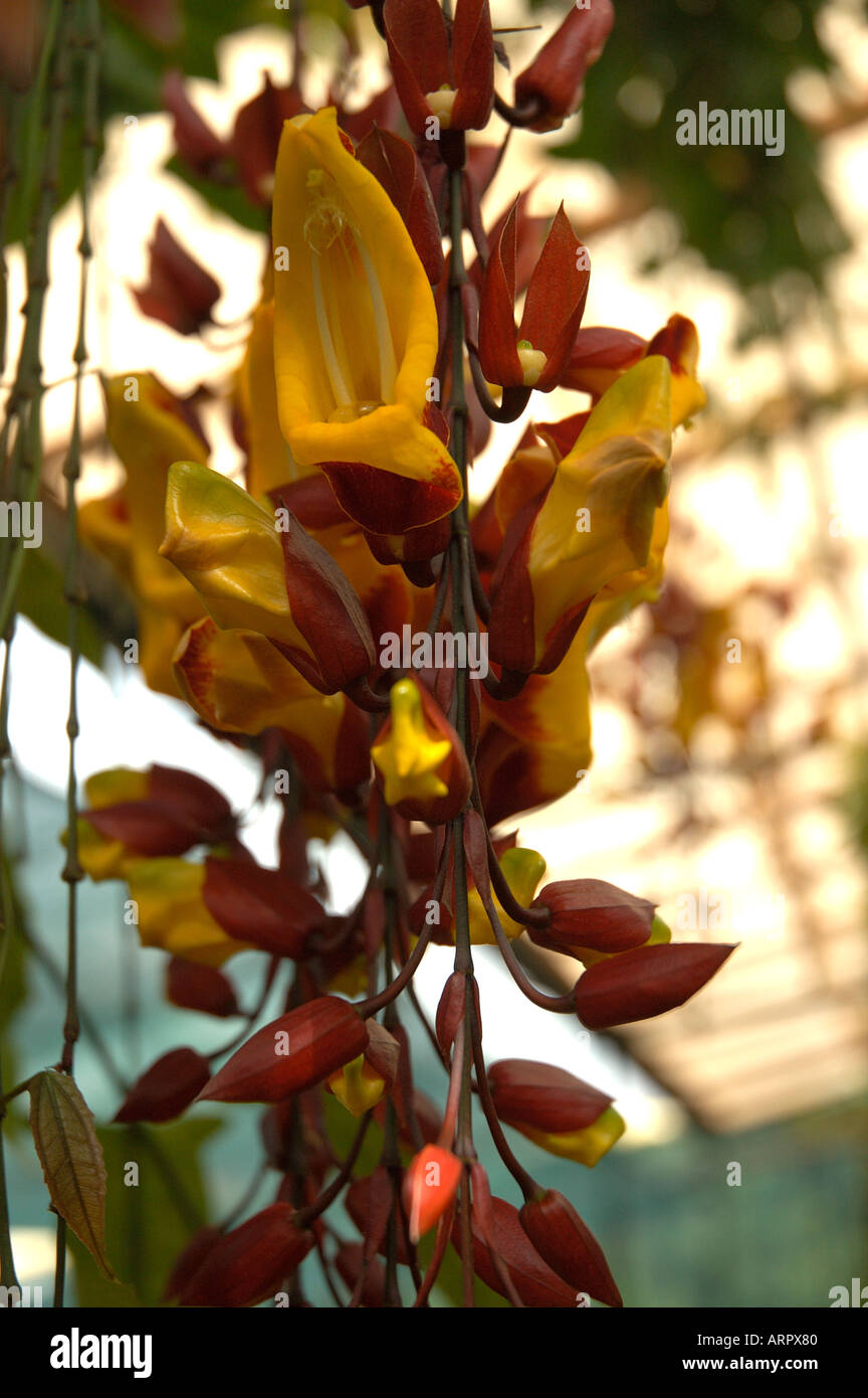 Gros plan de la plante de Thunbergia mysorensis de vigne d'horloge en serre Banque D'Images