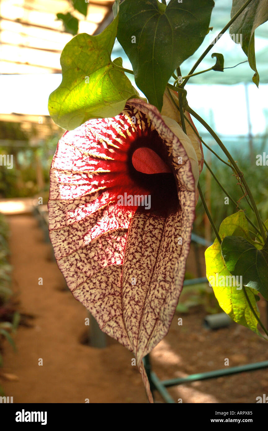 Gros plan de la fleur pélican latin aristolochia grandiflora plante qui pousse en serre Banque D'Images