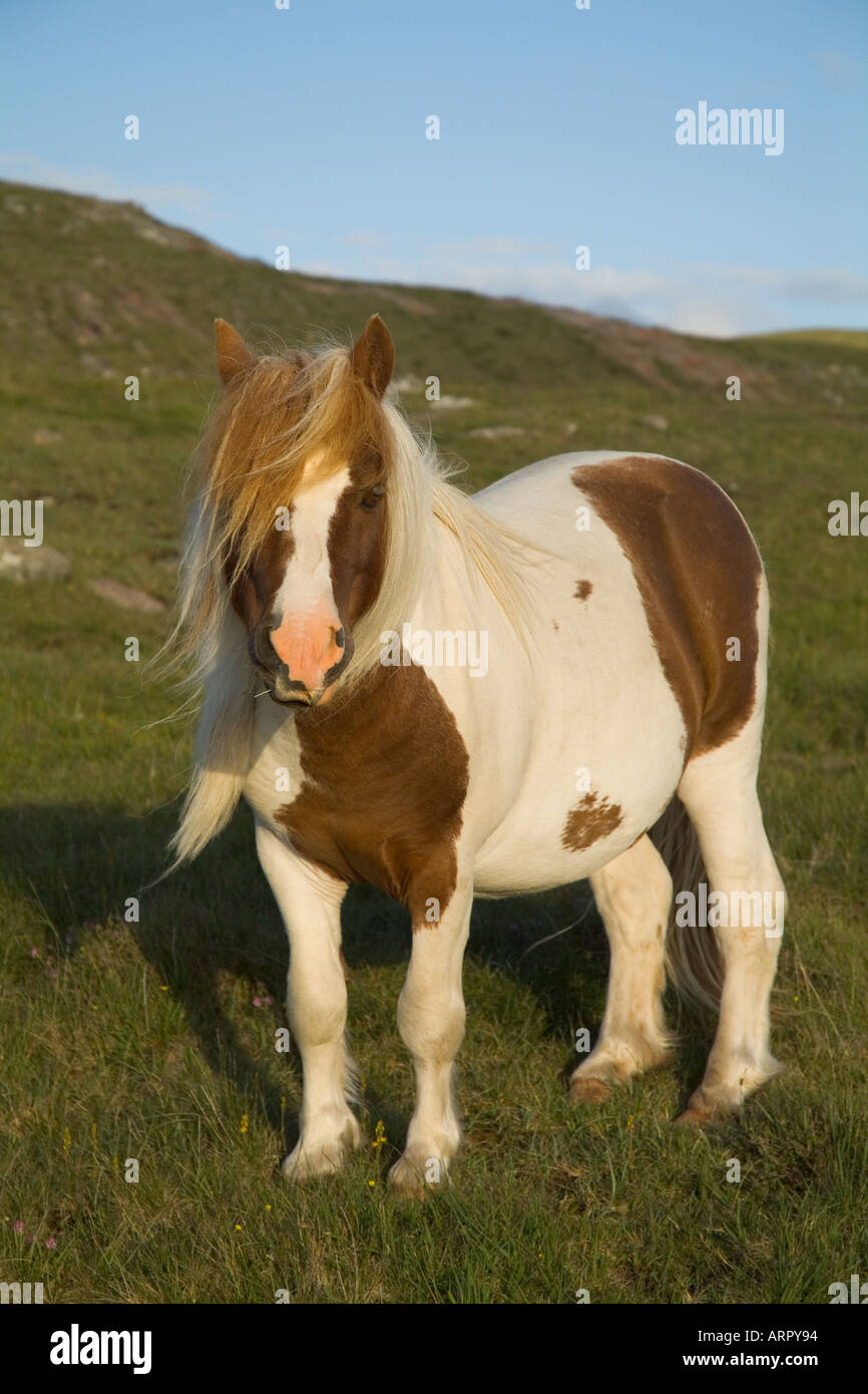 dh PONY de Shetland PONEY Royaume-Uni Piebald Shaggy shetland patch aux cheveux animal poney Banque D'Images
