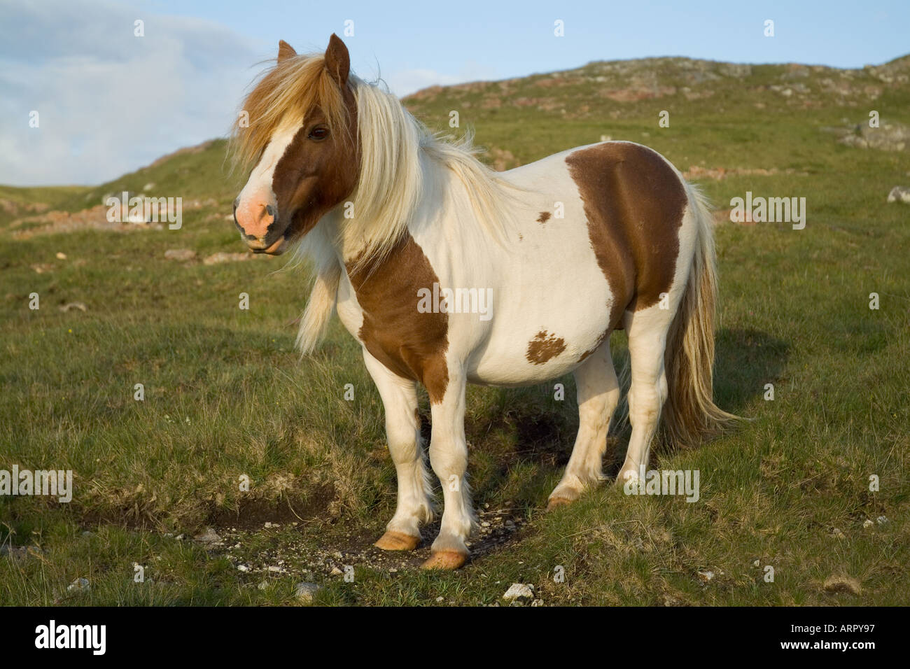 dh PONEY Shetland PONEY Royaume-Uni Piebald Shaggy poney shetland aux cheveux pedigree poils d'animaux Banque D'Images
