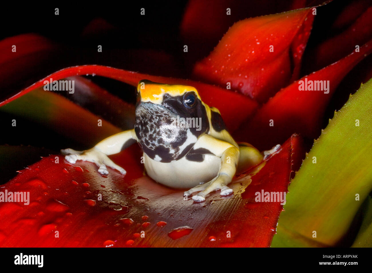 Poison dart frog (Dendrobates tinctorius regina), Surinam Banque D'Images