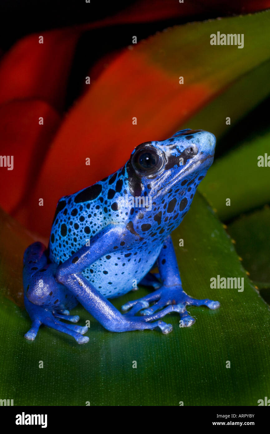 Poison dart frog (Dendrobates azureus), Surinam Banque D'Images