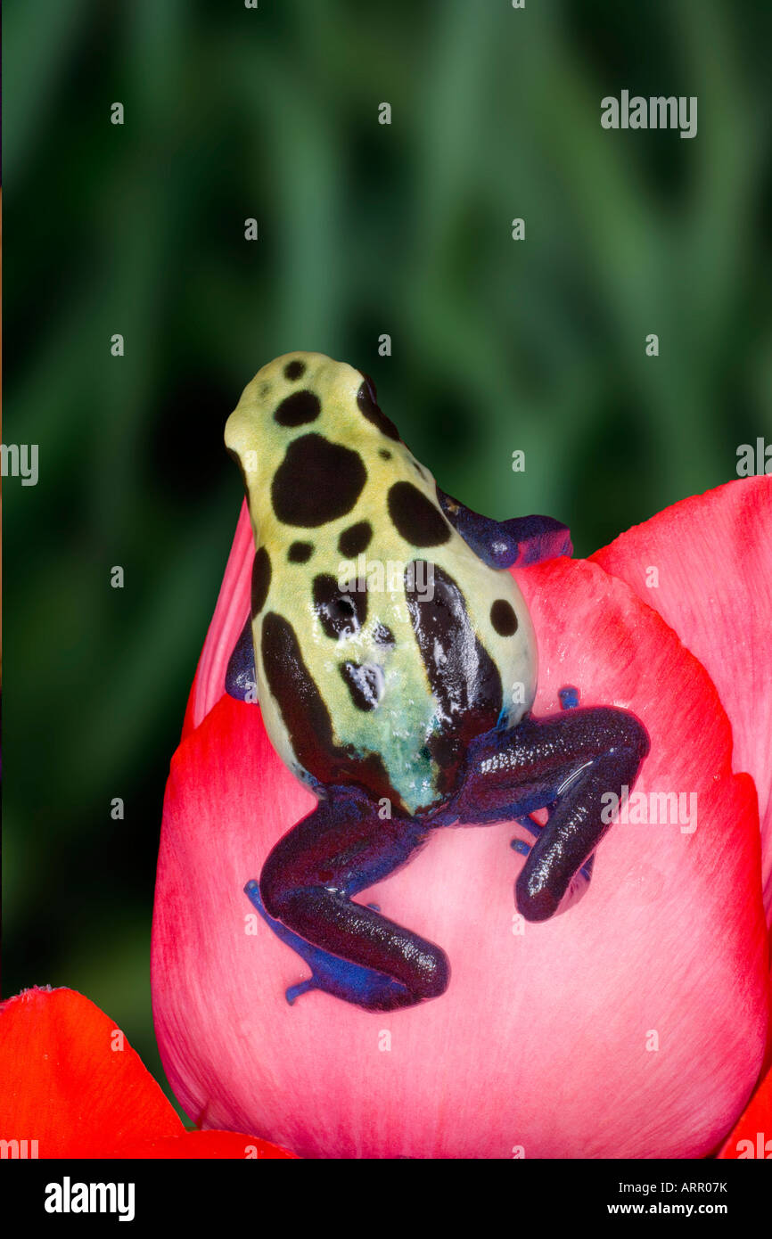 Dark Poison frog (Dendrobates tinctorius), cobalt, le Surinam Surinam Banque D'Images