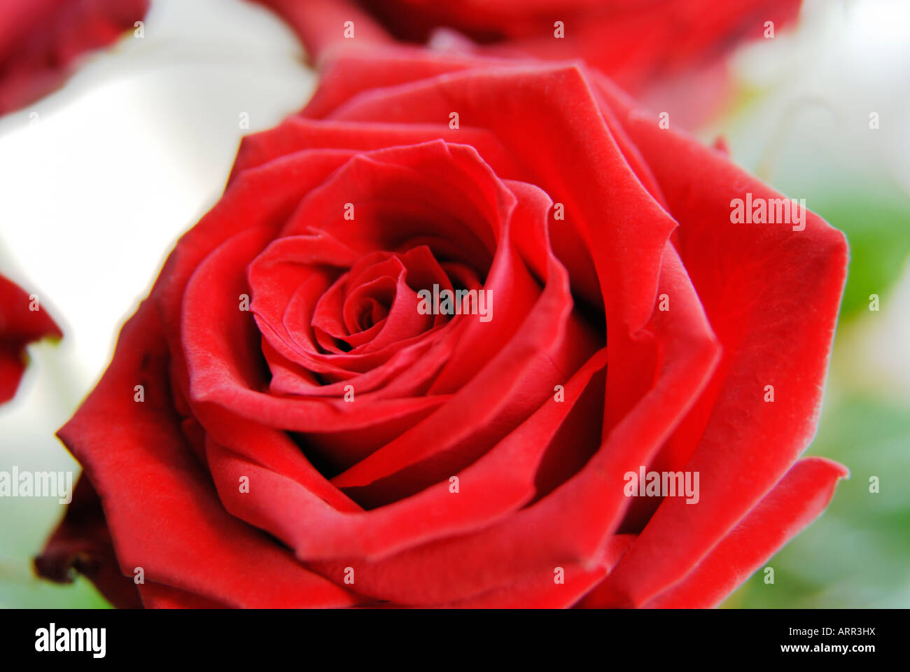 Roses Banque D'Images