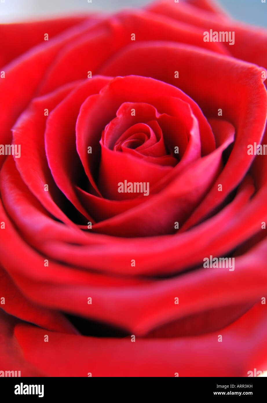 Roses Banque D'Images