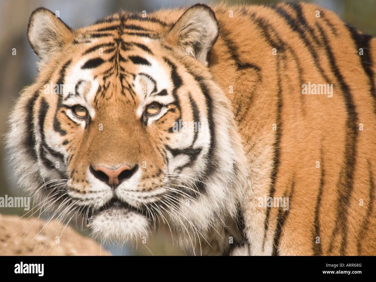 Tigre de Sibérie vous regarde Banque D'Images
