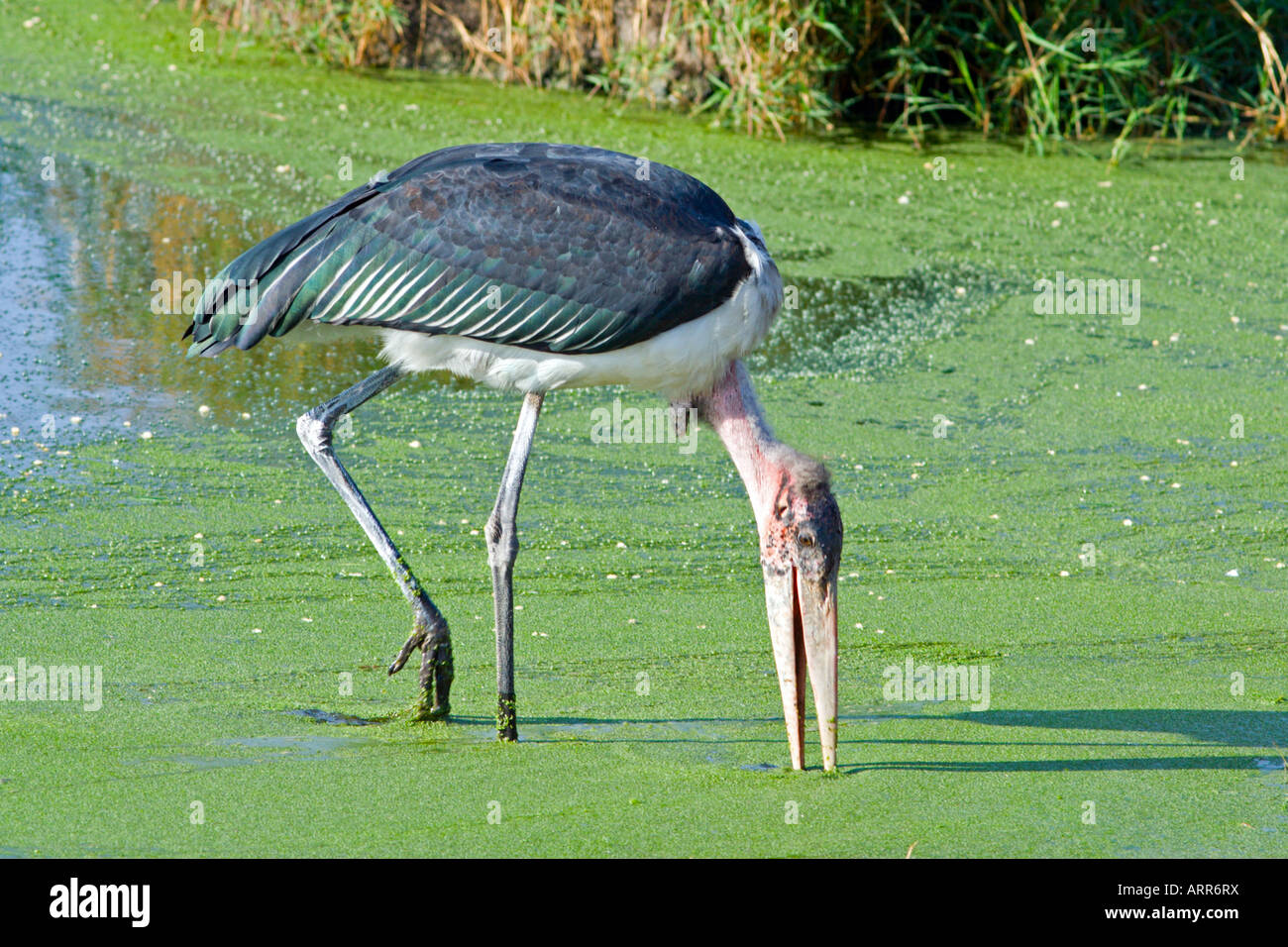 Manger marabout africain Banque D'Images