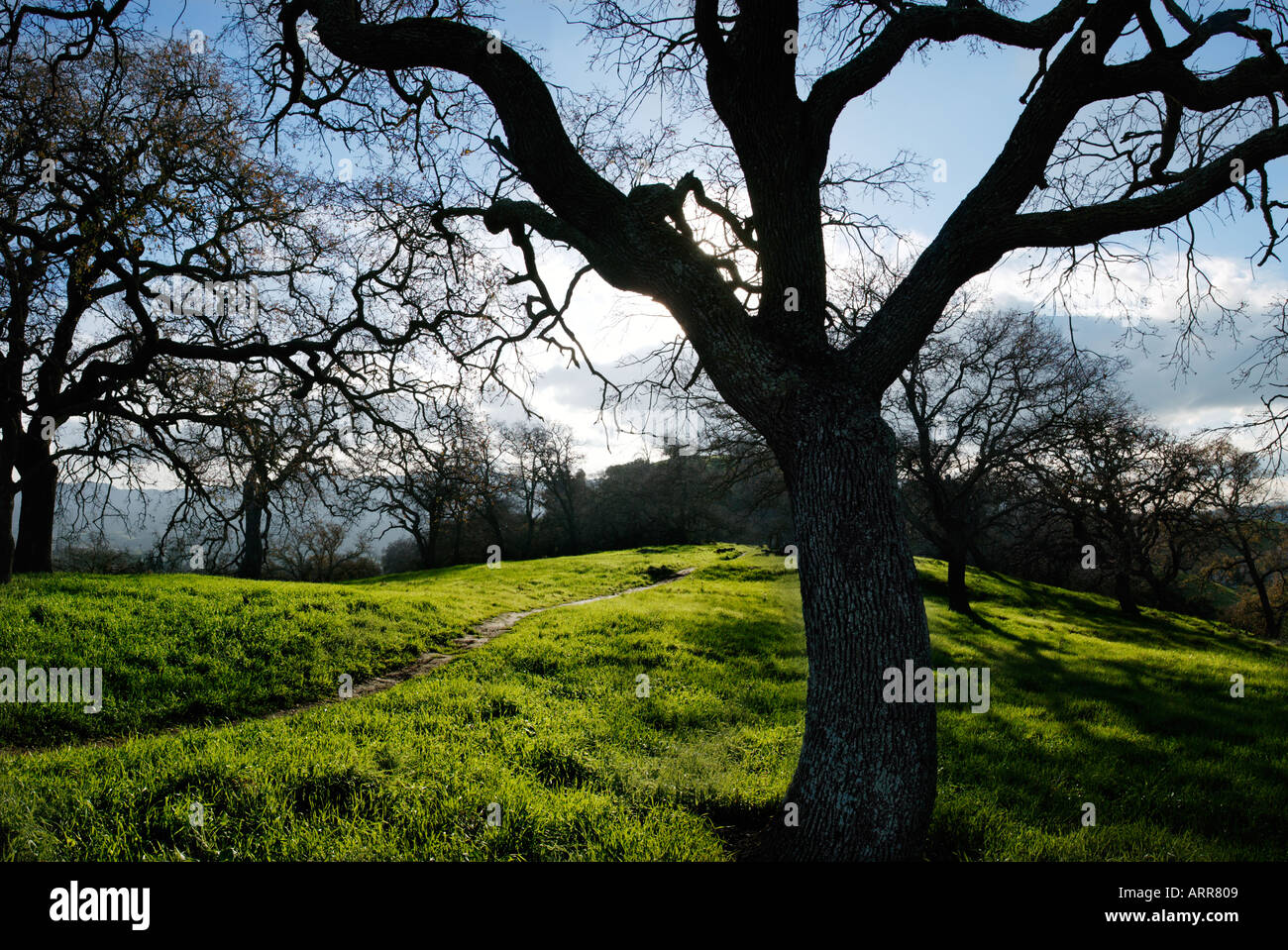 Oak tree in Califonia hills Banque D'Images
