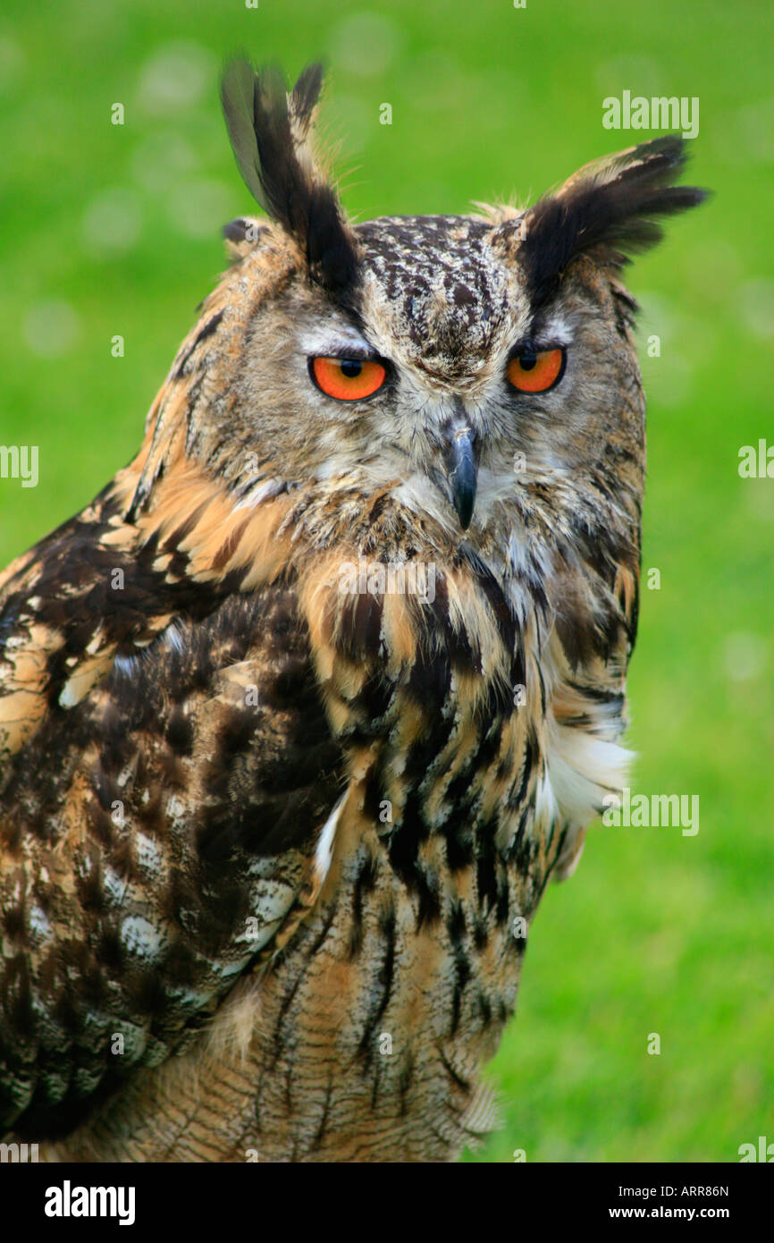 Close up of stationery long eared Owl dans la luminosité de l'après-midi Banque D'Images