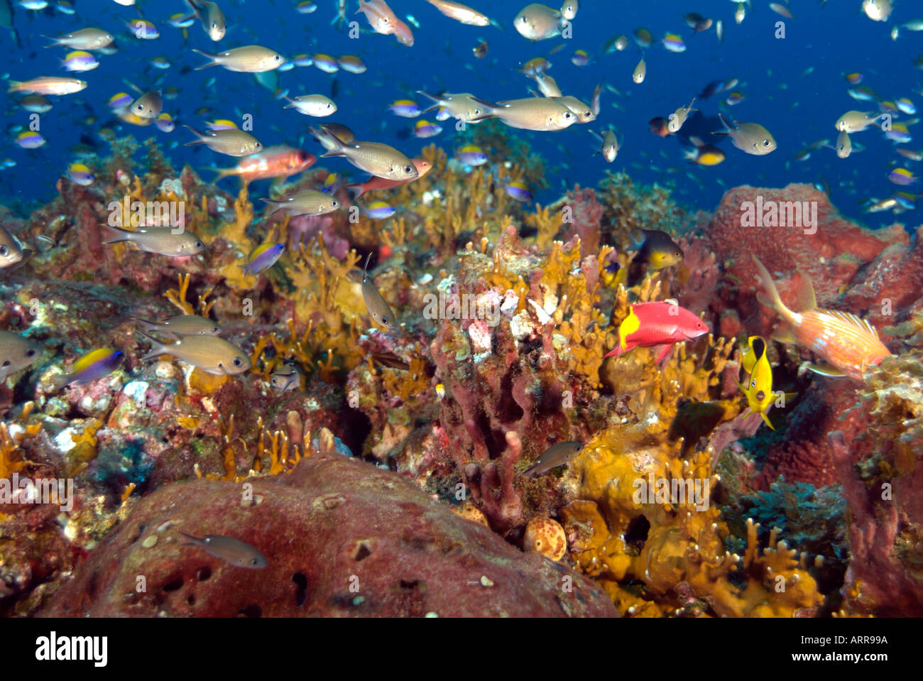 La vie marine dans le golfe du Mexique de l'école chromis scissortail Banque D'Images