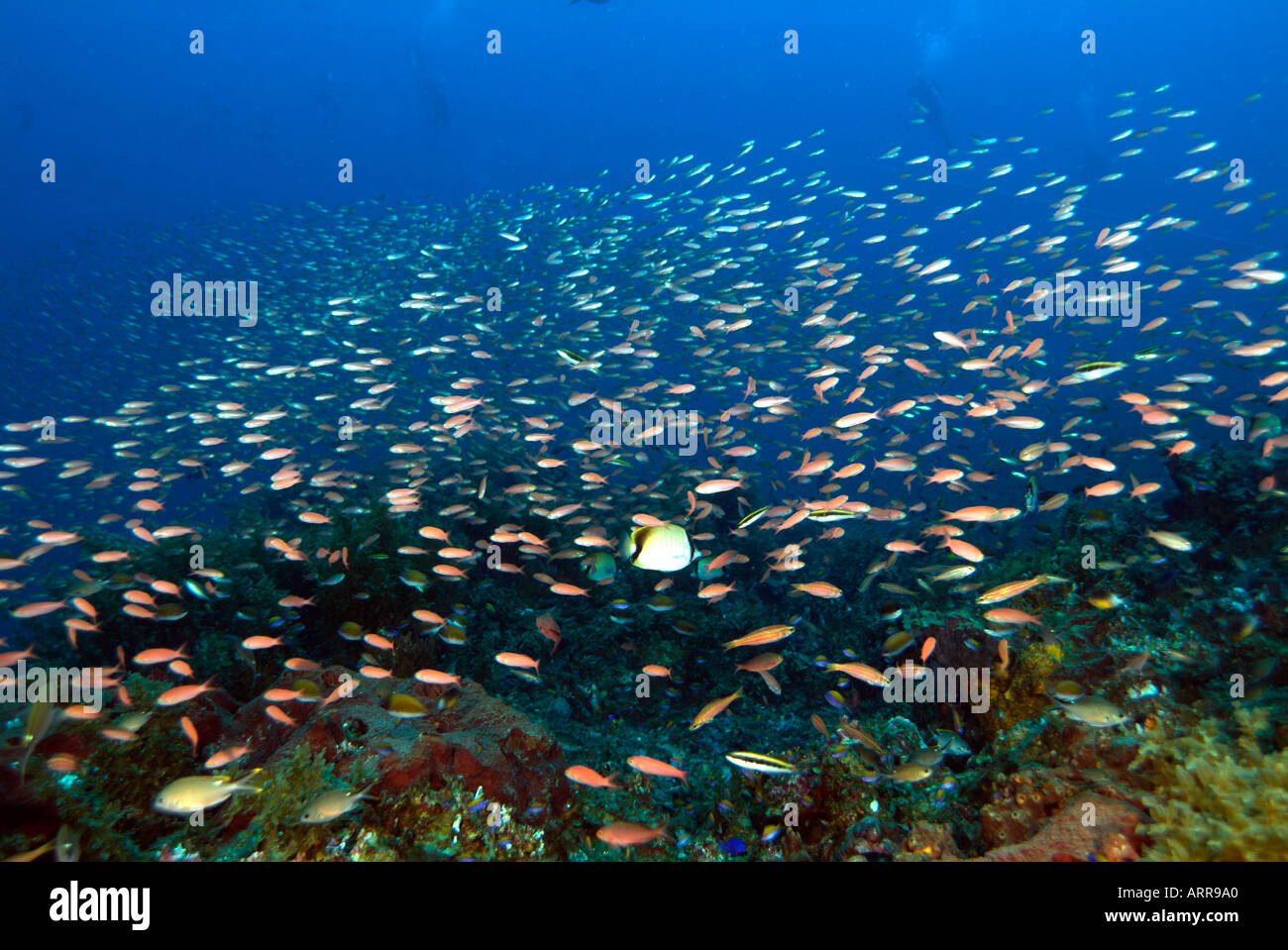 La vie marine dans le golfe du Mexique de l'école chromis scissortail Banque D'Images