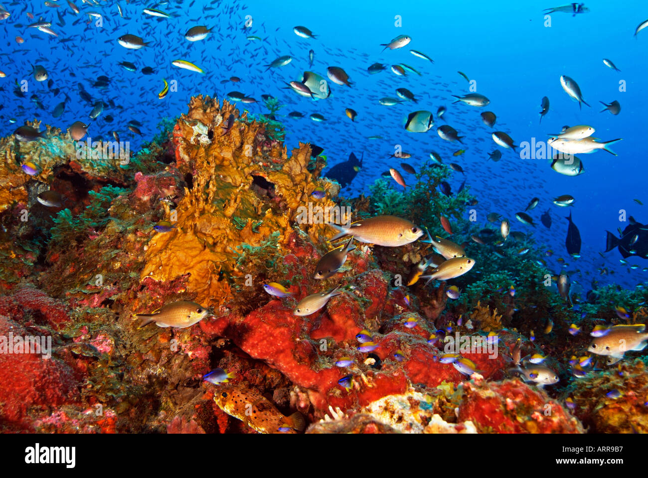 La vie marine dans le golfe du Mexique de l'école chromis scissortail Banque D'Images