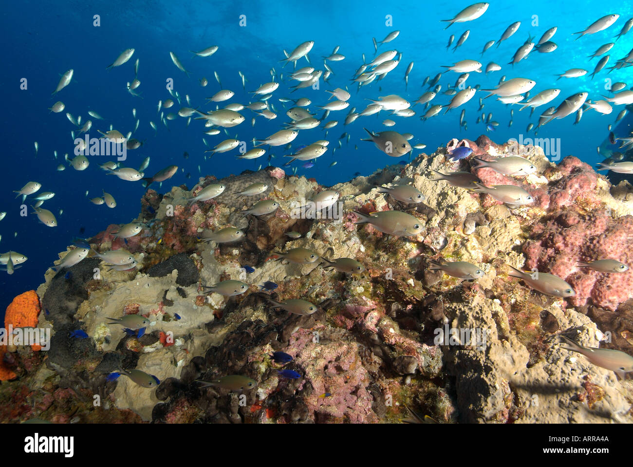 La vie marine dans le golfe du Mexique de l'école chromis scissortail Banque D'Images