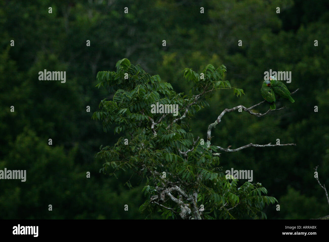 Les perroquets dans la jungle Banque D'Images