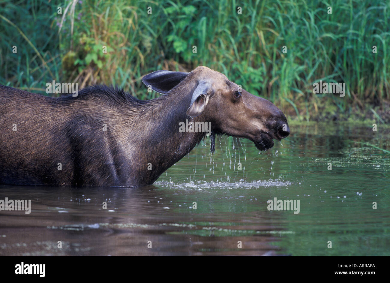 L'alimentation de l'orignal dans la région de River, le parc national du Mont-Riding, Manitoba, Canada. Image libre Banque D'Images