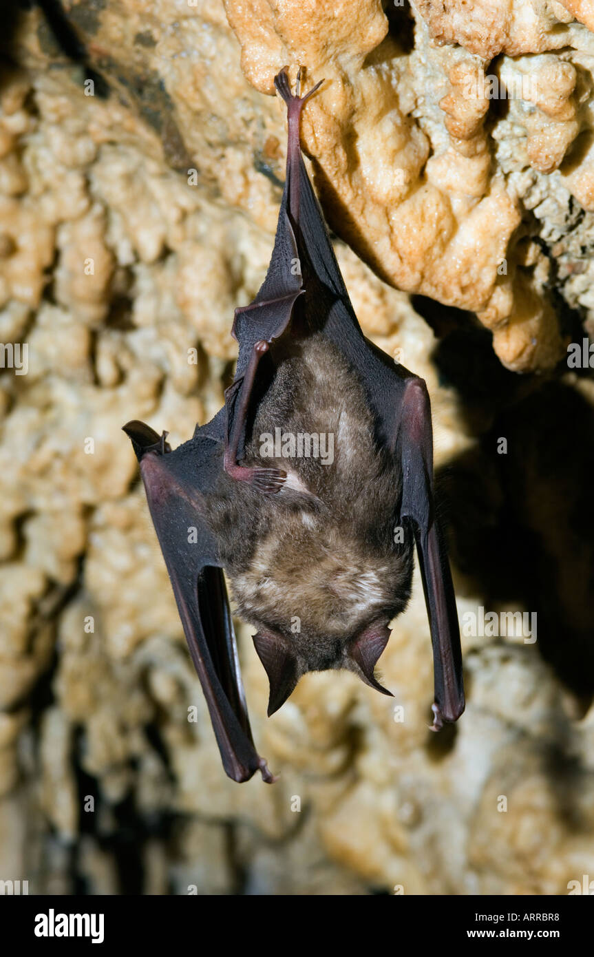 Des milliers de chauves-souris asiatiques dans la grotte, la faune, Banque D'Images