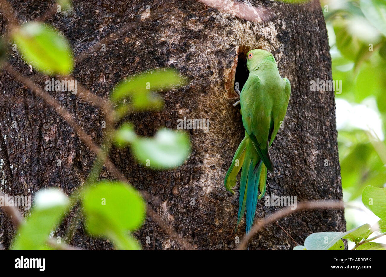 Un bec de perroquet sur quelque chose sur l'arbre Banque D'Images