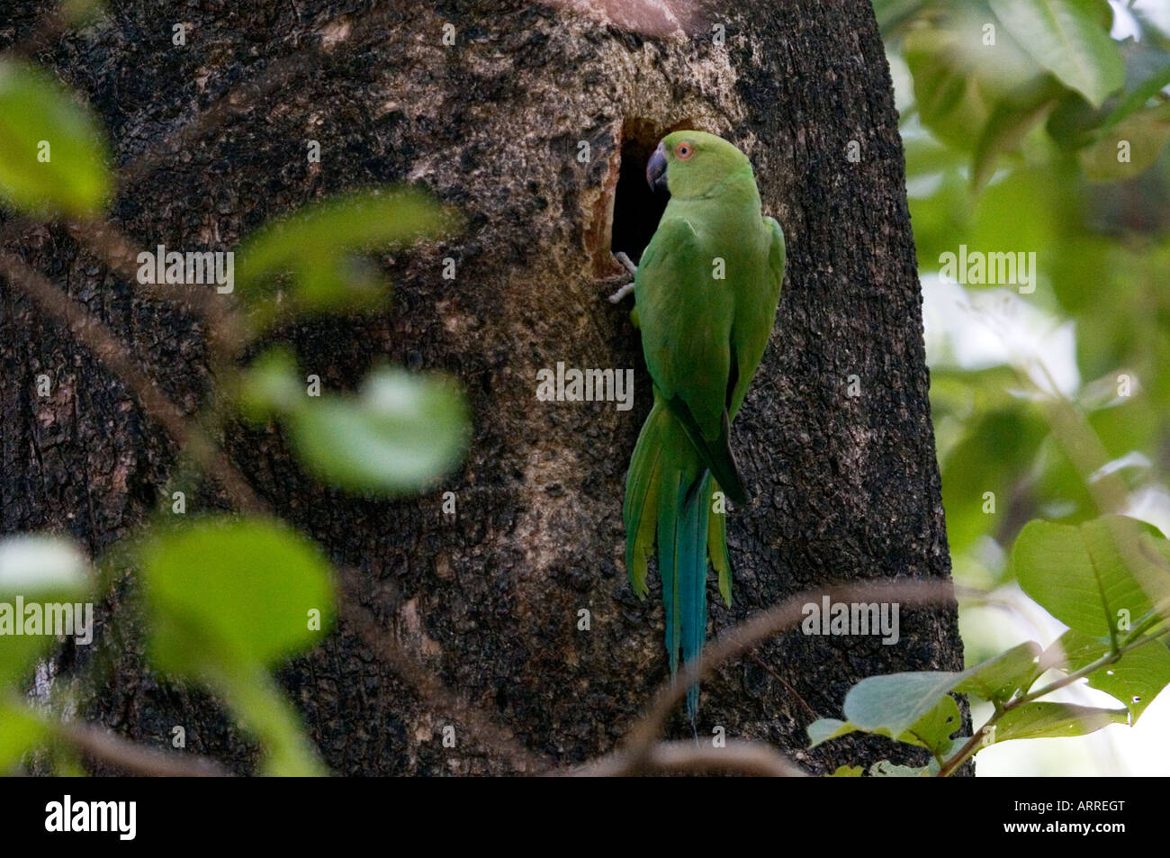 Un bec de perroquet sur quelque chose sur l'arbre Banque D'Images