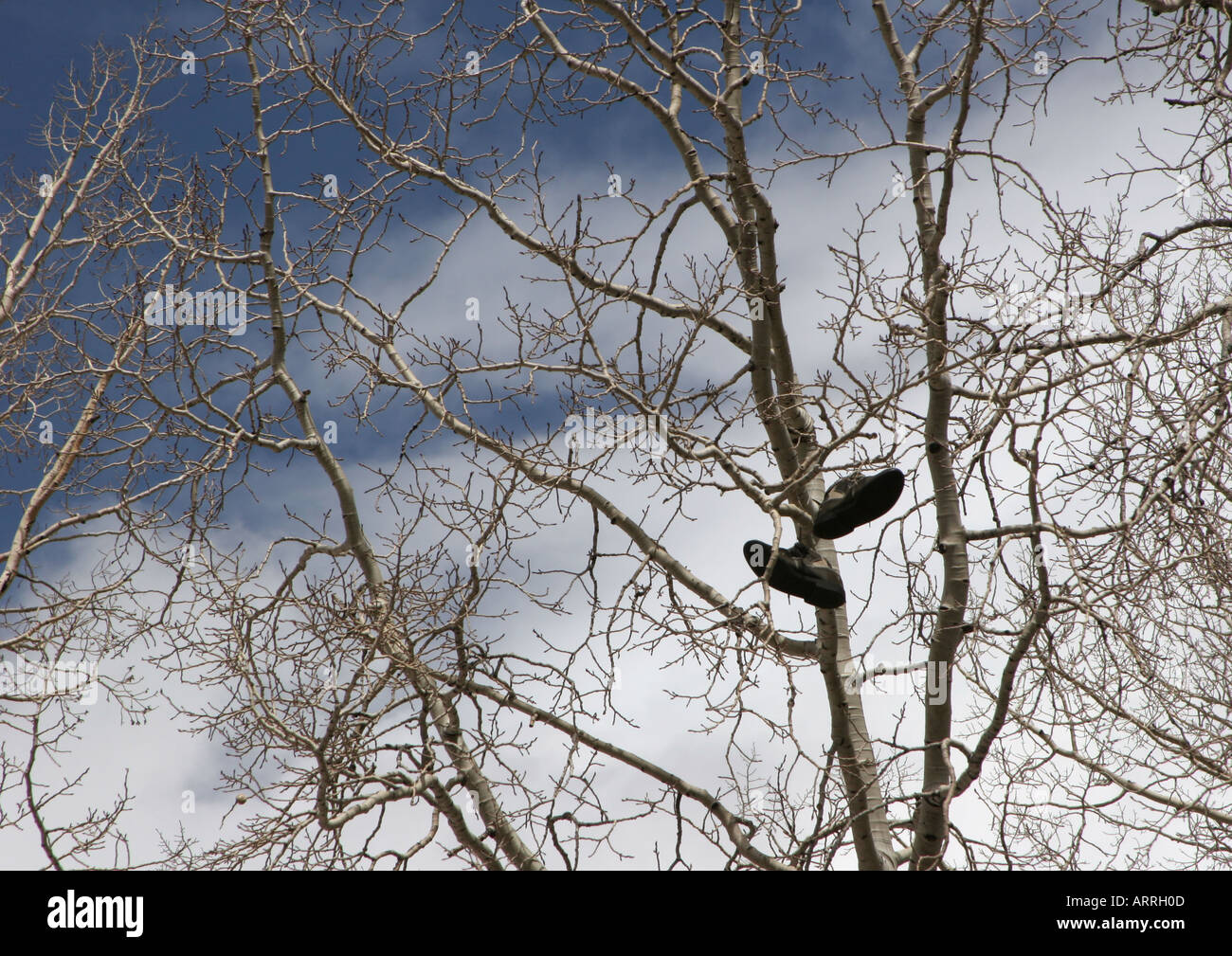 Arbre généalogique de chaussures - chaussures en tremble, Arizona Snowbowl, Banque D'Images
