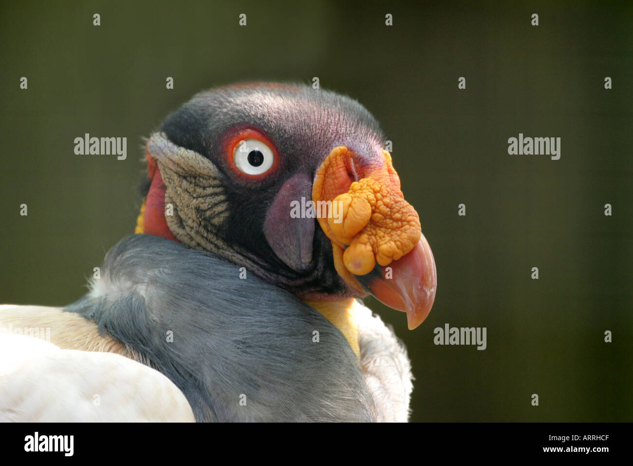 King vulture, Sarcoramphus papa, Close up of head Banque D'Images