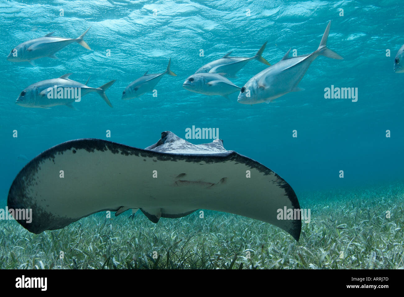 C1200D. Le sud de pastenague Dasyatis americana. Belize Mer des Caraïbes. Photo Copyright Brandon Cole Banque D'Images