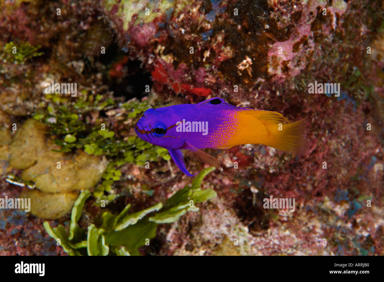C1404D. Fairy Basslet, gramma Loreto. Belize Mer des Caraïbes. Photo Copyright Brandon Cole Banque D'Images