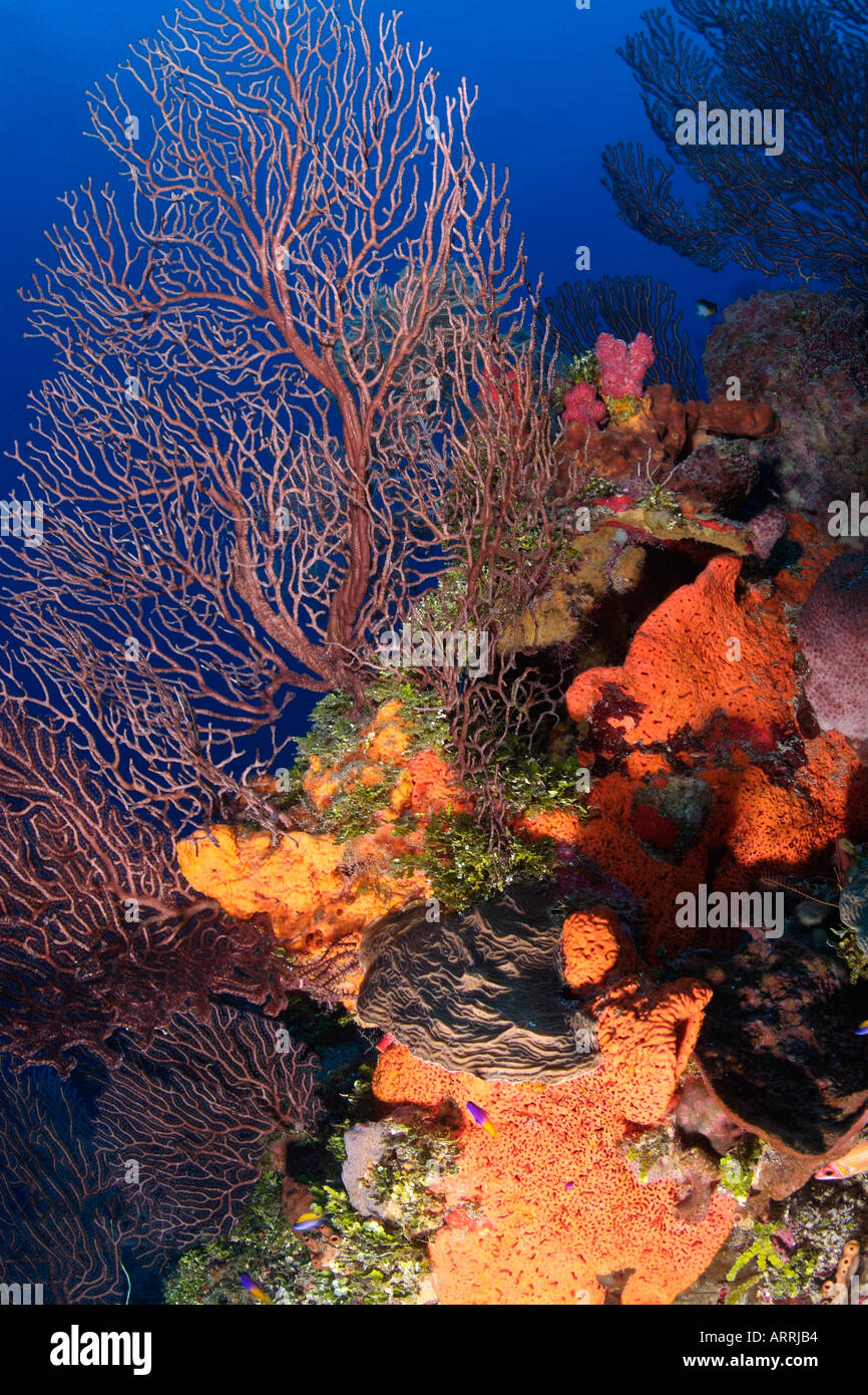 C1426D. La mer en eau profonde, Iciligorgia schrammi du ventilateur, et d'éponges. Belize Mer des Caraïbes. Photo Copyright Brandon Cole Banque D'Images