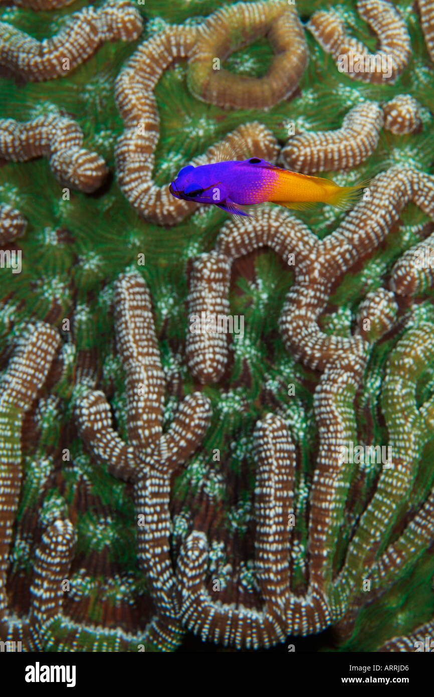 C1556D. Fairy Basslet, gramma Loreto. Belize Mer des Caraïbes. Photo Copyright Brandon Cole Banque D'Images