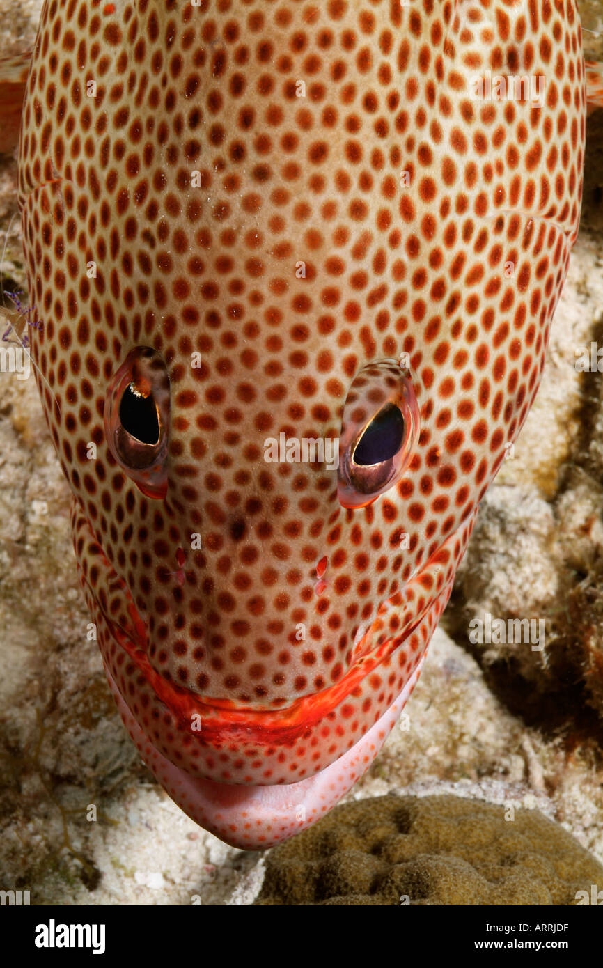 Nr1602 D'Albacore Mycteroperca venenosa Mérou Mer des Caraïbes Belize Photo Copyright Brandon Cole Banque D'Images