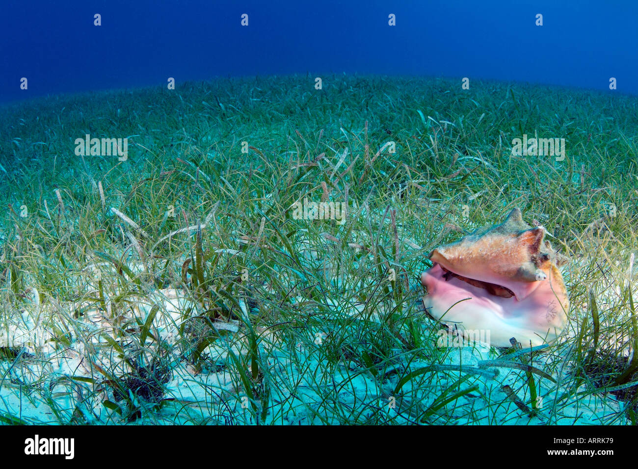 C0551D. Le Lambi, Strombus gigas, dans l'herbe de mer lit. Belize Mer des Caraïbes. Photo Copyright Brandon Cole Banque D'Images