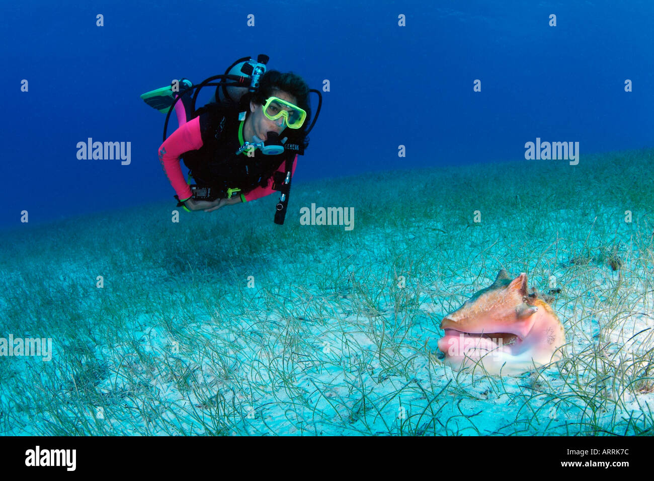 C0555D. scuba diver, modèle relâché, et le lambi, Strombus gigas, dans l'herbe de mer lit. Le Belize. Photo Copyright Brandon Cole Banque D'Images
