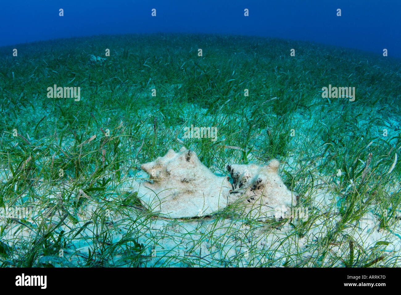 C0568D. deux le Lambi, Strombus gigas, dans l'herbe de mer lit. Belize Mer des Caraïbes. Photo Copyright Brandon Cole Banque D'Images