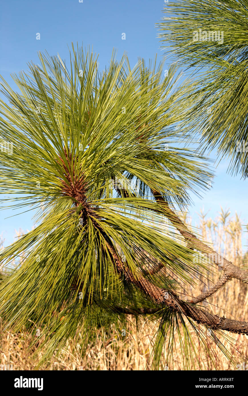 Frondes et aiguilles sur un grand arbre d'Engelmann Pinus Banque D'Images