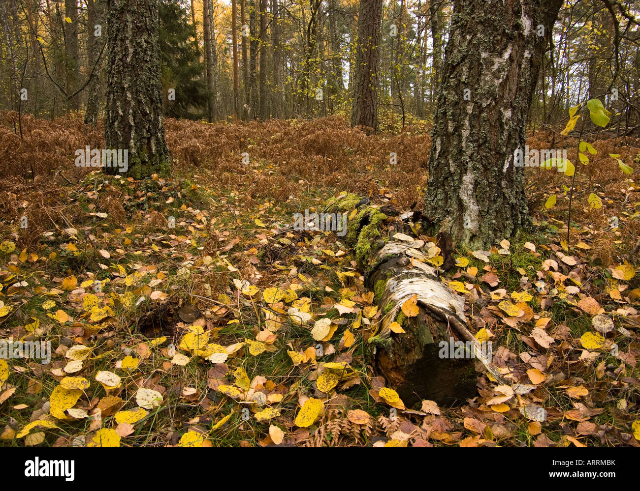 La forêt en automne Banque D'Images