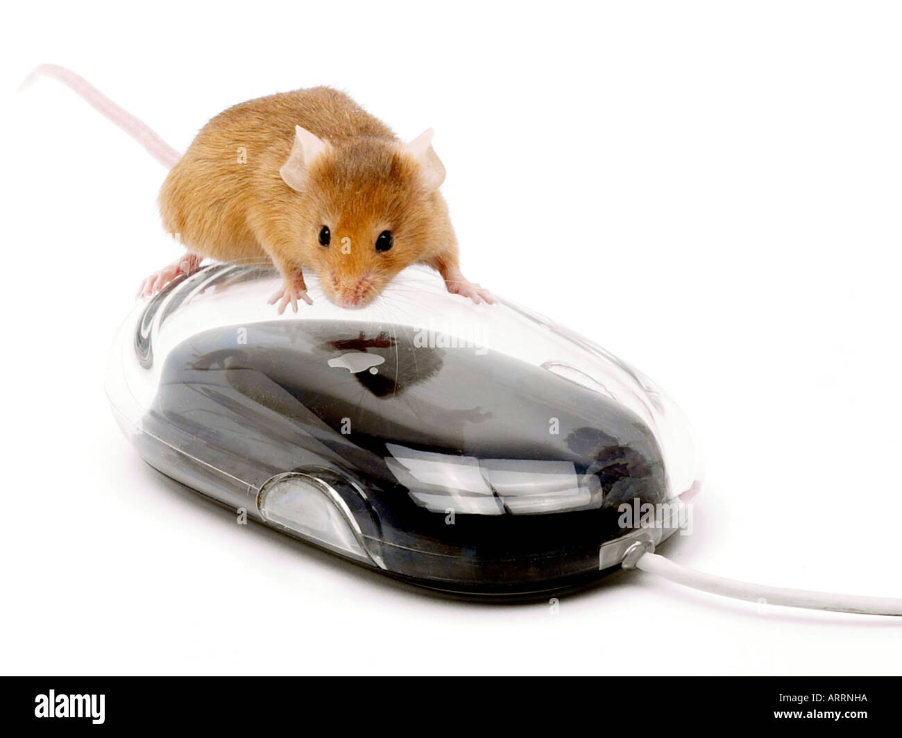 Une petite souris brune assise sur une souris d'ordinateur. Banque D'Images