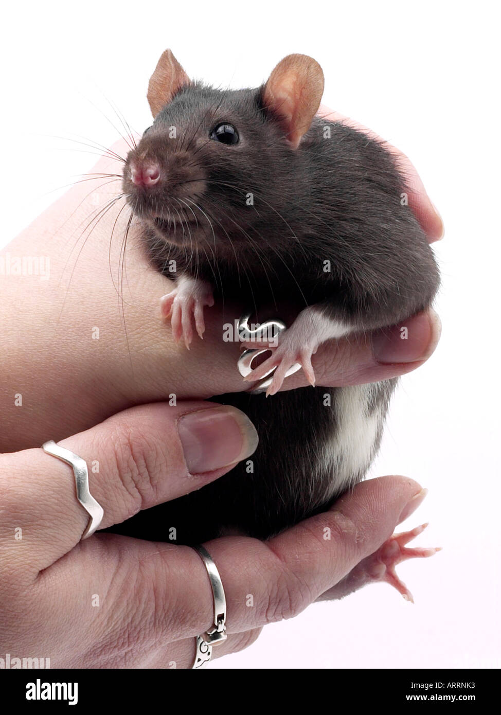 Un rat domestique noir Photo Stock - Alamy