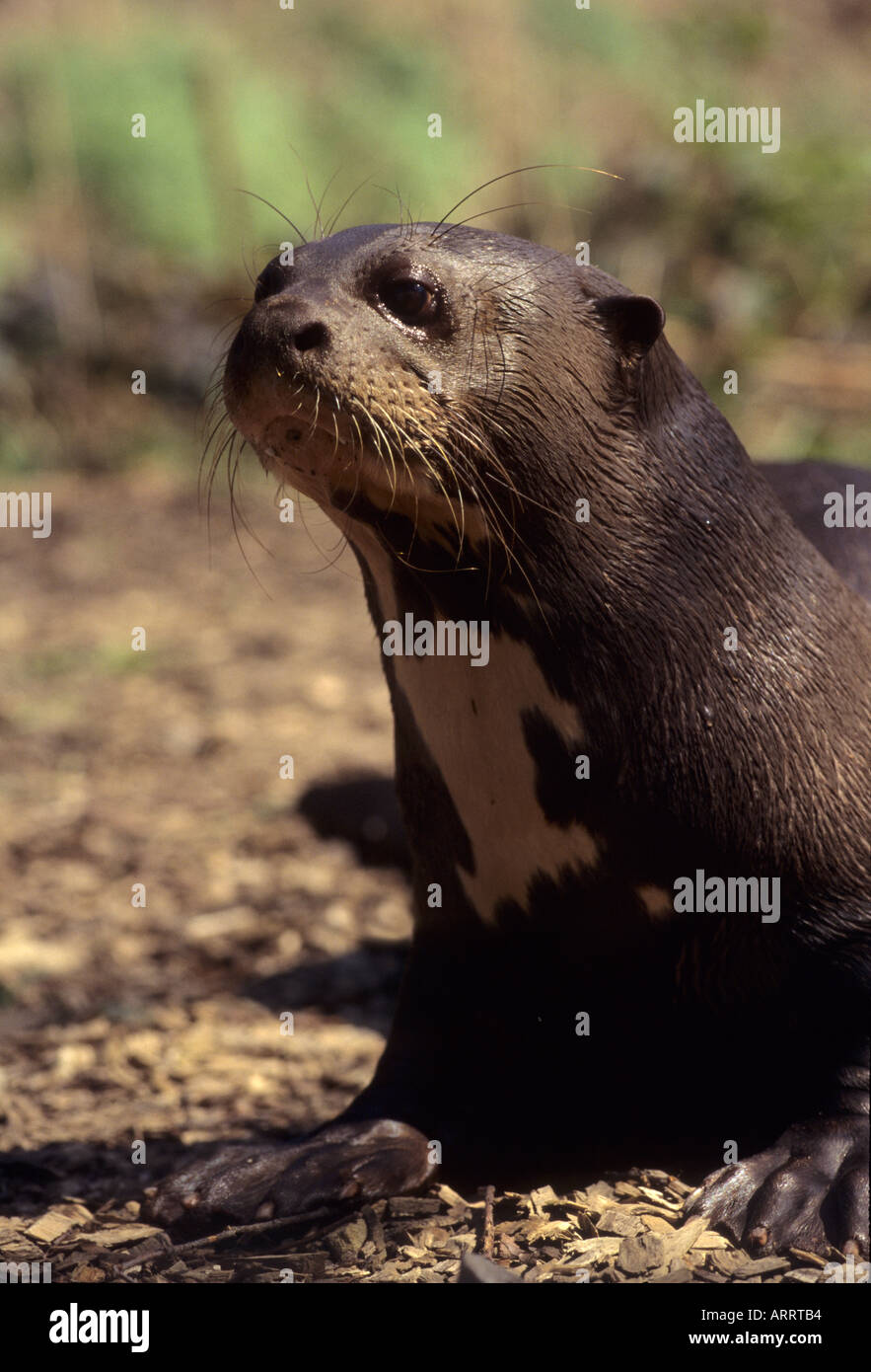 Pteronura brasiliensis Loutre géante en captivité en Amérique du Sud tropicale Banque D'Images