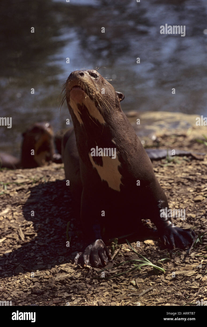 Pteronura brasiliensis Loutre géante en captivité en Amérique du Sud tropicale Banque D'Images