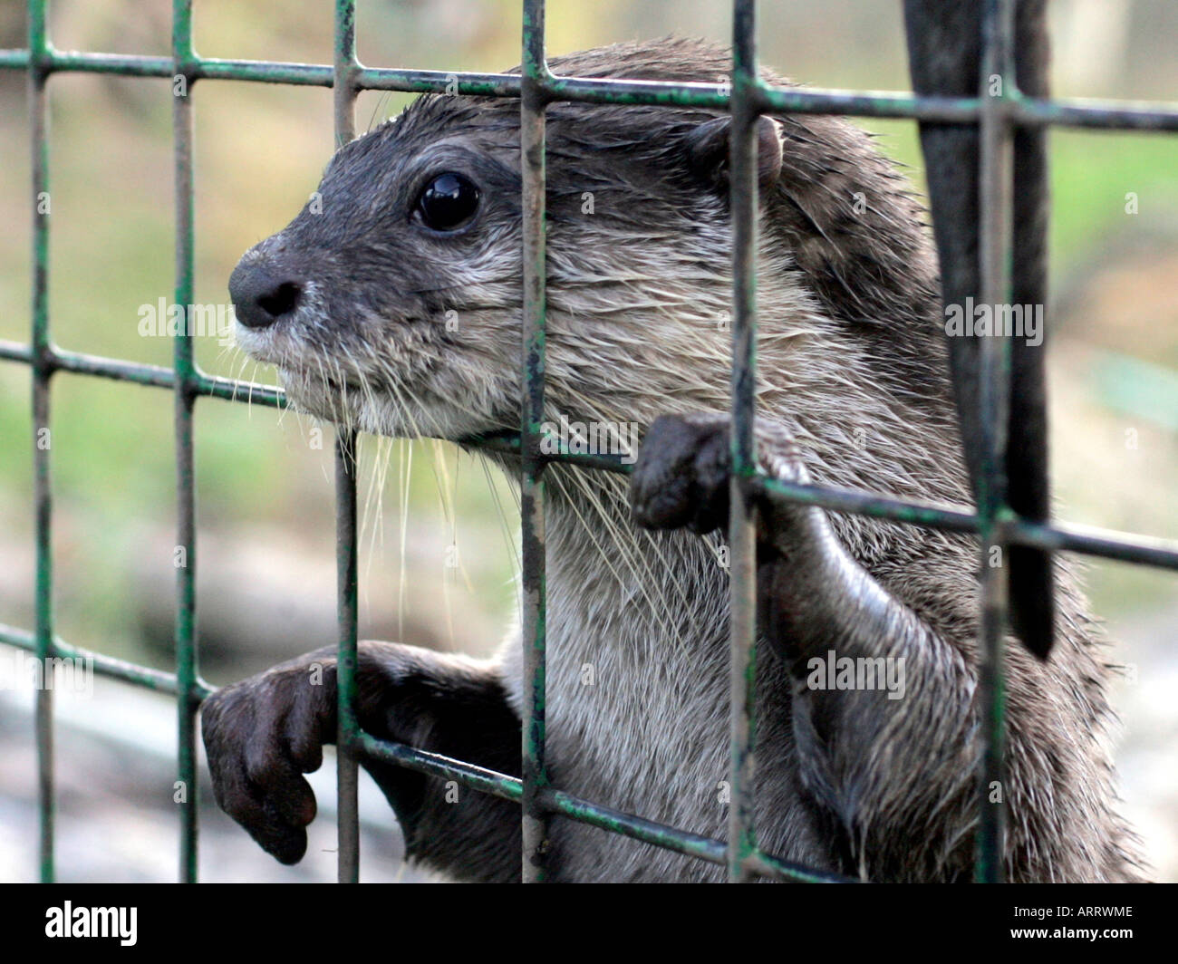 Otter dans une cage en attente de l'alimentation. Banque D'Images