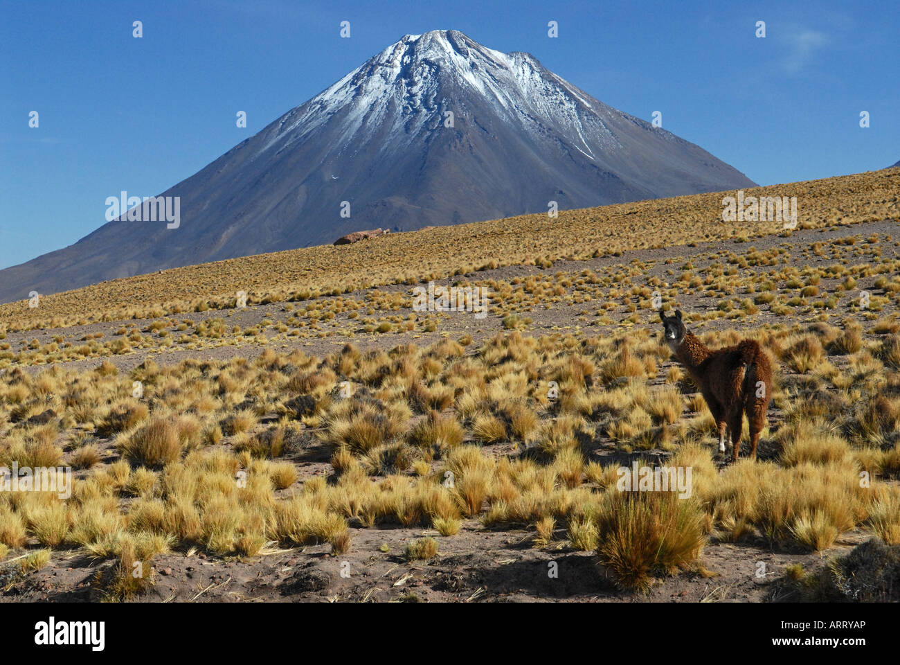 Lama en face de la Bolivie volcan Licancabur Banque D'Images