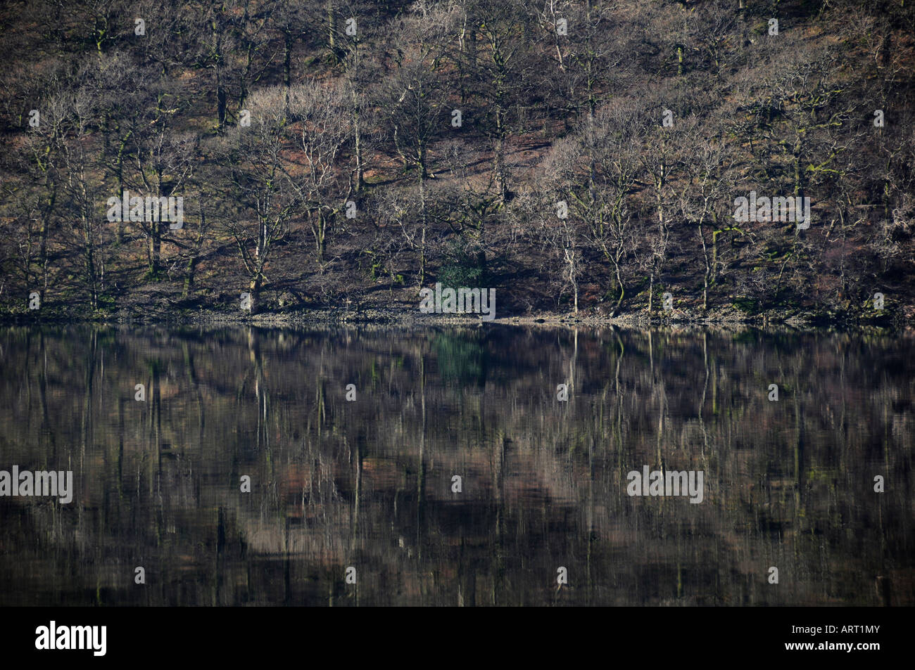 Reflet des arbres dans Brotherswater. Banque D'Images